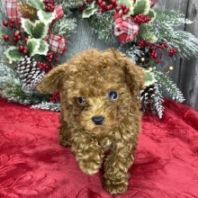 Poodle Puppy Mister