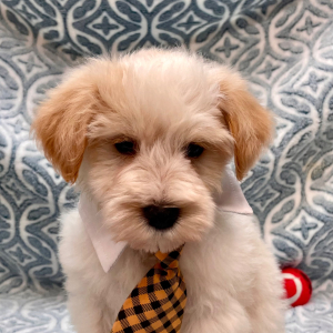 Miniature Schnauzer Puppy Yogi