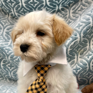 Miniature Schnauzer Puppy Yogi