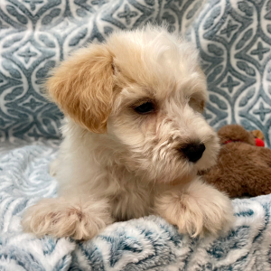Miniature Schnauzer Puppy Yogi