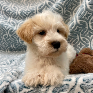 Miniature Schnauzer Puppy Yogi