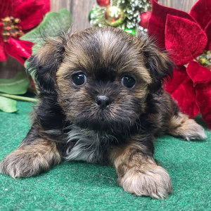 Shih Tzu Puppy Toby