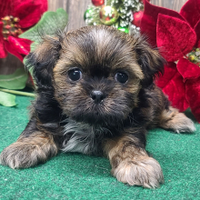 Shih Tzu Puppy Toby
