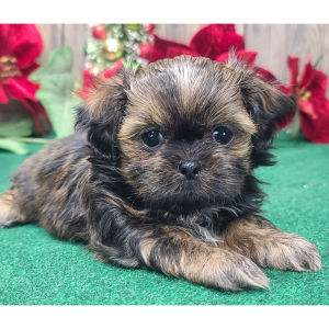 Shih Tzu Puppy Toby