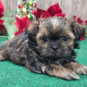Shih Tzu Puppy Toby