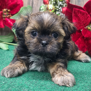 Shih Tzu Puppy Toby