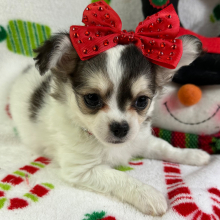 Chihuahua Puppy Sasha