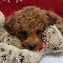 Poodle Puppy Celeste