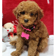 Poodle Puppy Celeste