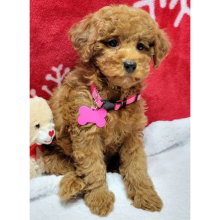 Poodle Puppy Celeste