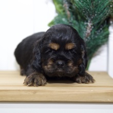 Cocker Spaniel Puppy Vera