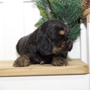 Cocker Spaniel Puppy Vera