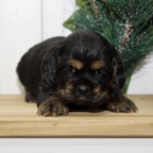 Cocker Spaniel Puppy Vera