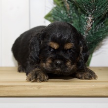 Cocker Spaniel Puppy Vera