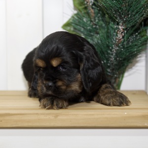 Cocker Spaniel Puppy Vera