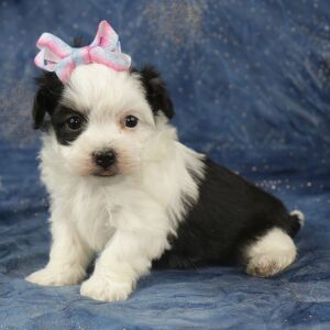 Havanese Puppy Carly