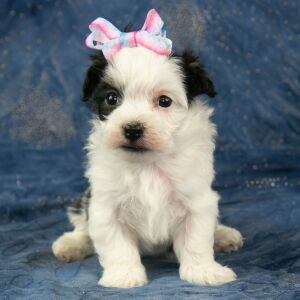 Havanese Puppy Carly
