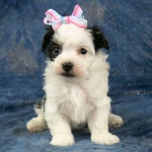 Havanese Puppy Carly