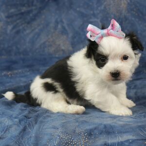 Havanese Puppy Carly