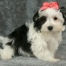 Havanese Puppy Carly