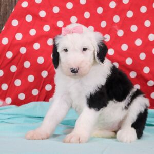 Sheepadoodle Puppy Elsa