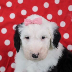 Sheepadoodle Puppy Elsa