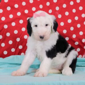 Sheepadoodle Puppy Elsa