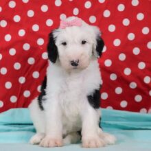 Sheepadoodle Puppy Elsa