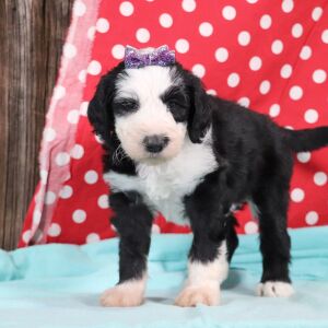Sheepadoodle Puppy Venice