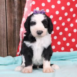 Sheepadoodle Puppy Venice