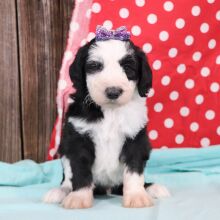 Sheepadoodle Puppy Venice