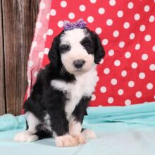 Sheepadoodle Puppy Venice