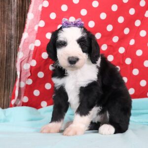 Sheepadoodle Puppy Venice