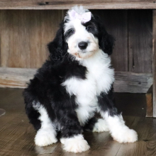 Sheepadoodle Puppy Venice