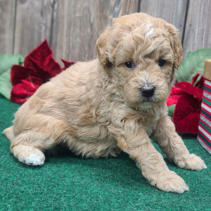 Poodle Puppy Rudolph