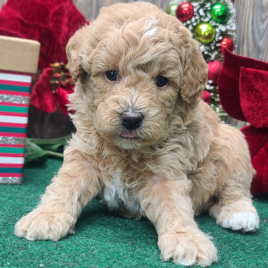 Poodle Puppy Rudolph