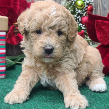 Poodle Puppy Rudolph