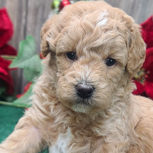 Poodle Puppy Rudolph