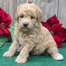 Poodle Puppy Rudolph