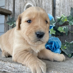 Golden Retriever Puppy Catherine