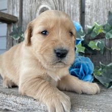 Golden Retriever Puppy Catherine