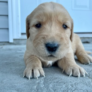Golden Retriever Puppy Catherine