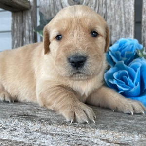 Golden Retriever Puppy Catherine
