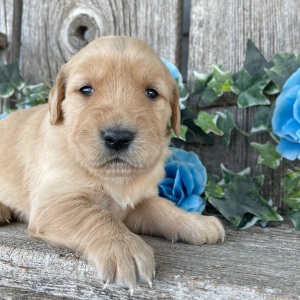 Golden Retriever Puppy Catherine