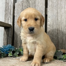 Golden Retriever Puppy Catherine