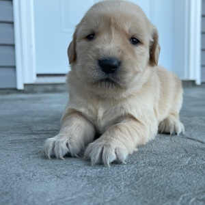 Golden Retriever Puppy Camilla