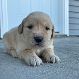 Golden Retriever Puppy Camilla
