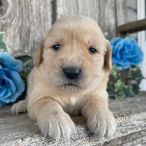 Golden Retriever Puppy Camilla