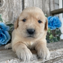 Golden Retriever Puppy Camilla