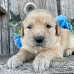 Golden Retriever Puppy Camilla